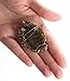 Grace Angel Old Style Cameo Crystal Rhinestone Lady Maiden Flower Pin Brooch BR006