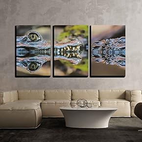3 Piece Canvas Wall Art - Crocodile in Pond - Modern Home Art Stretched and Framed Ready to Hang - 16"x24"x3 Panels