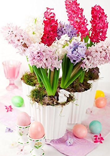 1 pcs hyacinth flower bulbs garden supplies mini flores water planting plant seeds DIY garden 6