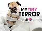 My Tiny Terror Season 1