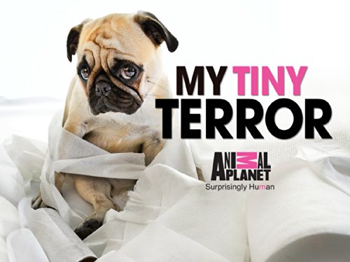 My Tiny Terror Season 1