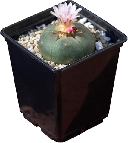 Lophophora Williamsii Peyote Ab 4cm Amazon De Garten