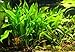 Echinodorus Bleheri | Amazon Sword Paniculatus Potted Live Aquarium Plants for Aquatic Freshwater Fish Tank by Greenpro