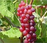 Organic Candice Grape Certified 10 Seeds #32023 Item UPC#637632549067
