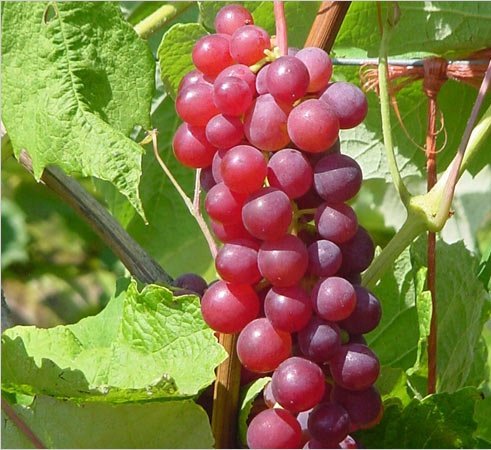 Organic Candice Grape Certified 10 Seeds #32023 Item UPC#637632549067 Organic Candice Grape Certified 10 Seeds #32023 Item UPC#637632549067