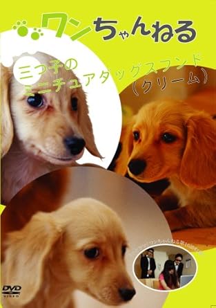Amazon Co Jp ワンちゃんねる 3ツ子のミニチュアダックスフンド クリーム Dvd Dvd ブルーレイ バラエティ