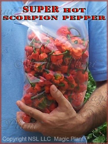 Trinidad Scorpion - 8oz Limited Quantity of Dried Scorpion Pods.