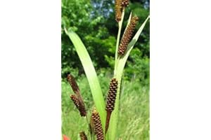 CZ GRAIN Pinecone Cattail Seeds for Planting (50 Seeds) - Carex shortiana - Shorts Sedge Aquatic Plant