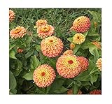 David's Garden Seeds Flower Zinnia Queen Lime