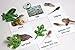 Montessori Frog Life Cycle Animal Match Cards and Figurines. Nomenclature Science Work Teaching