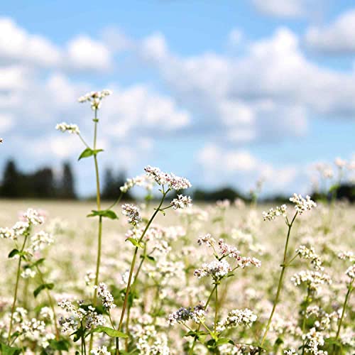 Outsidepride Buckwheat Cover Crop, Grain, Bee Pasture, Pollinator