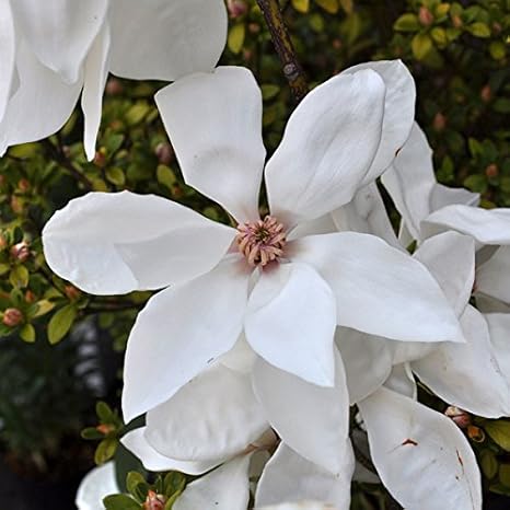 Amazon Co Jp ミケリア マウダエ 深山含笑 8号ポット ミヤマガンショウ 中国原産のオガタマノキの仲間 花木の苗木 ホーム キッチン