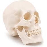 Human Skull Model for Anatomy, Life-Size 3-Part Anatomically Correct Skull | Ivory White Realistic Human Skull with Magnetic Cranial Cap, Removable Mandible and Anatomy Study Guide for Students