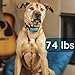 GoodBoy Dog Bark Collar for Medium and Large Dogs Pet Anti Bark Device with 7 Level Sound and Shock System to Control or Stop Your Pups' Excessive Barking (12 + lbs)