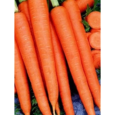 David's Garden Seeds Carrot Tendersweet SL7612 (Orange) 500 Non-GMO, Heirloom Seeds