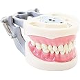 Dental Typodont Teeth Model 200 Type Kilgore Nissin Removable Teeth Suitable for Dental Students Practice Operation and Teaching Demonstration