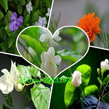 A024 Bonsai Blumensamen Bunte Jasmin Fur Den Innenbereich 50 Samen Amazon De Garten