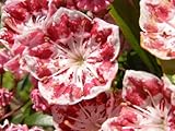 50 MOUNTAIN LAUREL White Pink Red Kalmia Latifolia Shrub Bush Seeds * Comb S/H