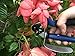 ACE Pruning Shears -Rotating Bypass Titanium Coated Garden Pruners, Secateurs, Scissors with Heavy Duty SK5 Blade. Soft Grip Handle for Everyone. Cushion Grip for Extraordinary Comfort