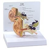 Ear Human Anatomical Model