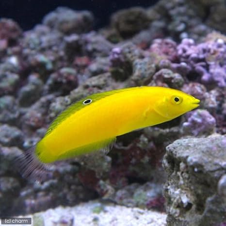 Amazon 海水魚 イエローコリス １匹 北海道 九州 沖縄航空便要保温 Charm チャーム 観賞魚 水中生物 通販