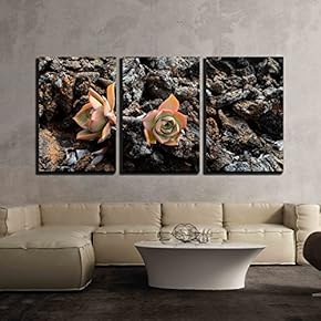 3 Piece Canvas Wall Art - Beautiful Light Orange Succulent Flower of Cactus - Modern Home Art Stretched and Framed Ready to Hang - 16"x24"x3 Panels