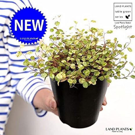 Amazon Co Jp Land Plants 観葉植物 ワイヤープランツ 斑入り 4号 黒色 プラスチック鉢 ココヤシ繊維 ホーム キッチン