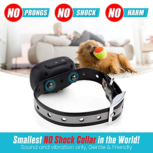 tiny dog training collar