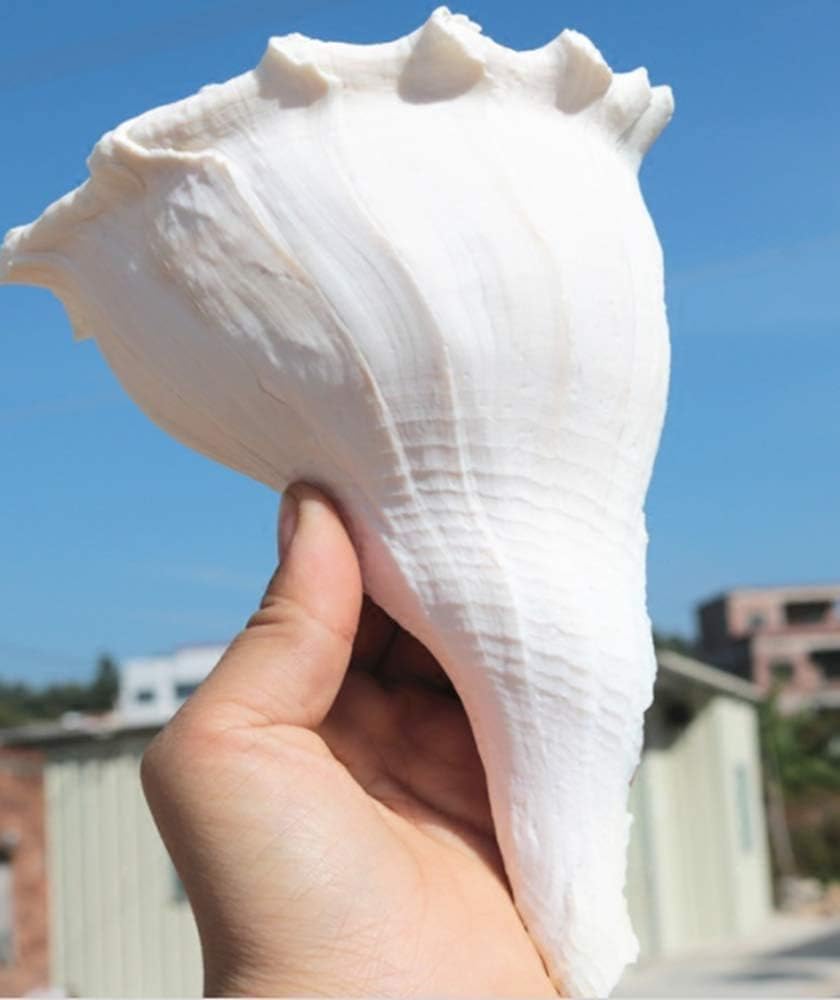 Amazon Co Jp Mengc 超大 天然 大きい サザエ 貝殻 開運 風水 グッズ インテリア 雑貨 海 模型 展示 宗教 サザエ 特大 写真 小道具 撮影 小道具 鑑賞用 水槽 装飾 店 飾り 17cm ホビー