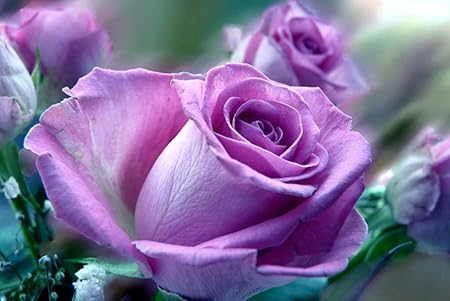 Amazon Co Jp A3 ポスター バラの花紫の花クローズアップ 壁紙ウォールステッカーポスター A3 4x297mm Generic