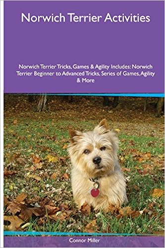 norwich terrier agility