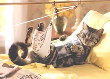Image result for get well soon cats