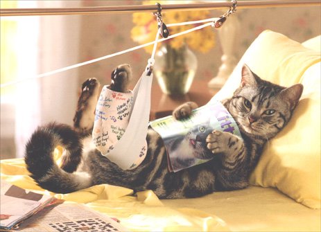 Cat in Traction Get Well Card