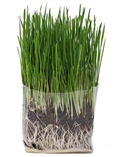 Compostable Cat Grass Grow Bag Kit, 3 Pack, All Organic, Just add Water. Made in The USA