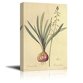 Scientific Illustration of a Flower Drimia Elata by...