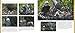 Mr. President and The First Lady: The DC Eagle Cam Project