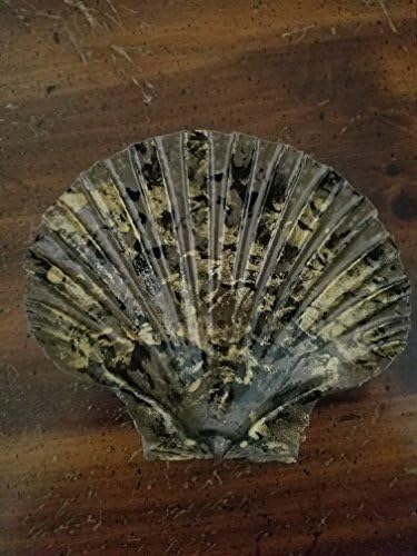 Hand Painted Scallop Shell Jewelry, Key, Decorative Soap Dish - Nautical Themed Gift - Bronze, Black, and Gold