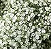 WinnsFlora 10 Branches (Pcs) Gypsophila Baby Breath Artificial Flower Bouquet, Approx. 900 Beautiful White Flowers for Wedding Bridal Party Home Floral Arrangement Decor