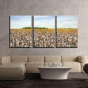 Cotton Field Ready for Harvest x3 Panels