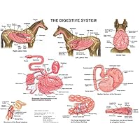 Equine Digestive Anatomy Chart Horse