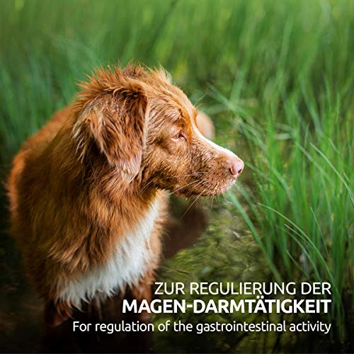 AniForte American Elm Bark Powder 100g Slippery Elm Bark Powder - natuurlijk product voor honden en katten, welzijn… - Afbeelding 7