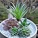 5 PCS Artificial Succulent Plants Unpotted in Flocked Fake Realistic Succulents for Home Gardern Diy Decoration