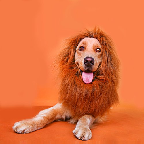 slim fit dress slacks Golden Retriever Costume Hat  Furvenzy