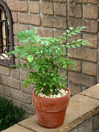Amazon いい庭 観葉植物 可愛 い バットの木 シマトネリコ小 テラコッタポット 植木