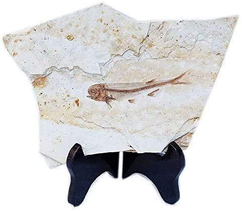 Fish Fossil Real Comes from The Western Liaoning China 150 Million Years Ago