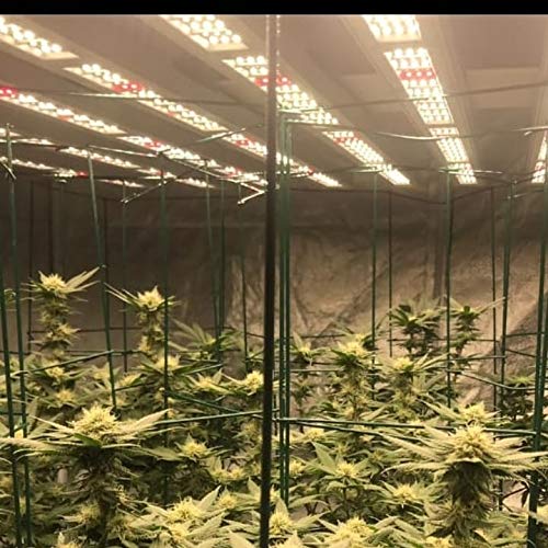 640W 1500 umol/s Non-dimming Full Spectrum LED Grow Light. Samsung Diodes. Replacing Fluence SPYDRx Plus and HLG 550 V1, HLG 550 V2. Covers 5′ x 5′ (152cm x 152cm).