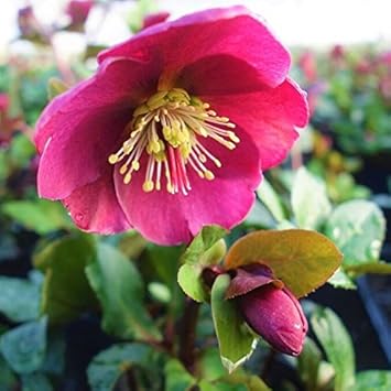 Amazon Co Jp 復活 宿根草 クリスマスローズ 希少品種 アンナズレッド ５号鉢 つぼみ 開花開始 Diy Tools Garden