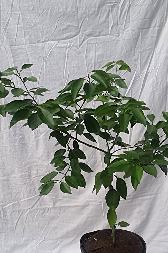 Dwarf Minneola Tangelo (Duncan Dancy Honeybell Grapefruit Tangerine Hybrid) Seedless Fruit Citrus (1 Gallon (4 inch Citra Pot))