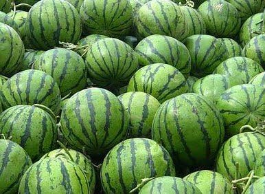 SD0499-0071 Green Sweet Watermelon F1 II Vegetable Seeds, High Yielding Vegetable Seeds, Non-Genetically Modified Seeds (15 Seeds)