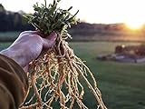 #1008 INDIAN GINSENG* ASHWAGANDHA 25 seeds